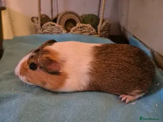 Guinea Pig rodents Smooth pigs for sale can deliver locally x - Advert 2