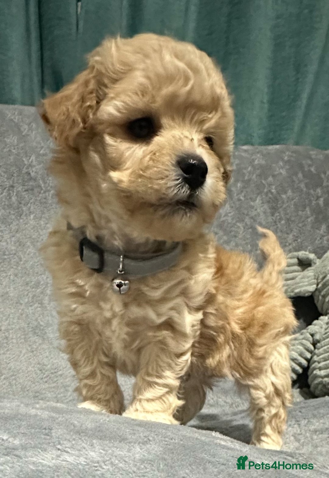 Maltipoo dogs for sale: Gorgeous F1 Toy Maltipoo Puppies  - Advert 19