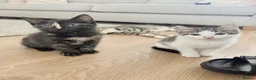 Mixed Breed cats for sale: Lovely kittens ready to be rehomed  - Advert 9