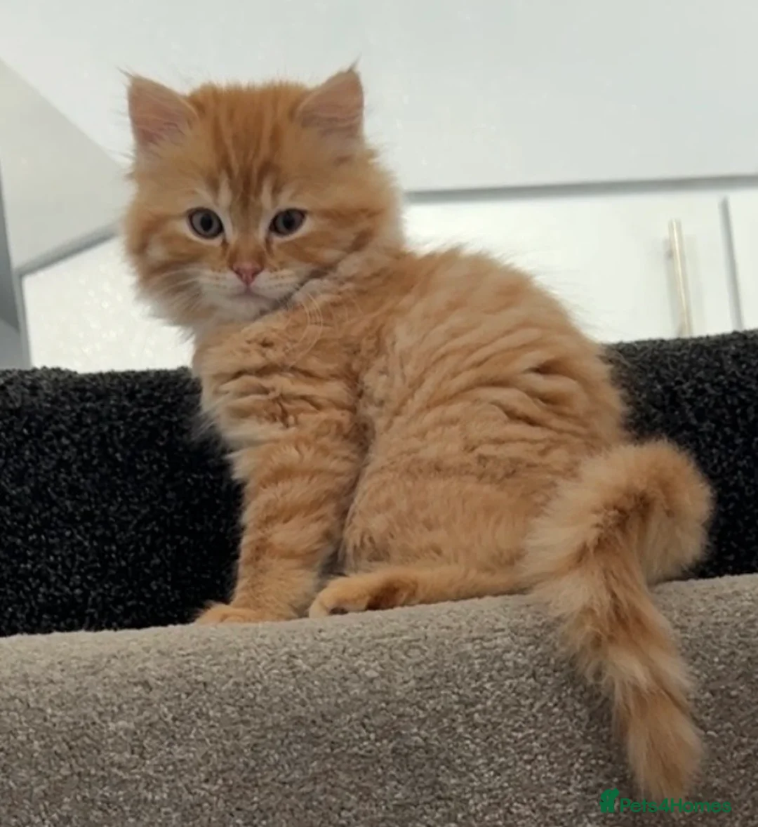 Mixed Breed cats for sale: 2 gorgeous Persian cross male kittens for sale  - Advert 1