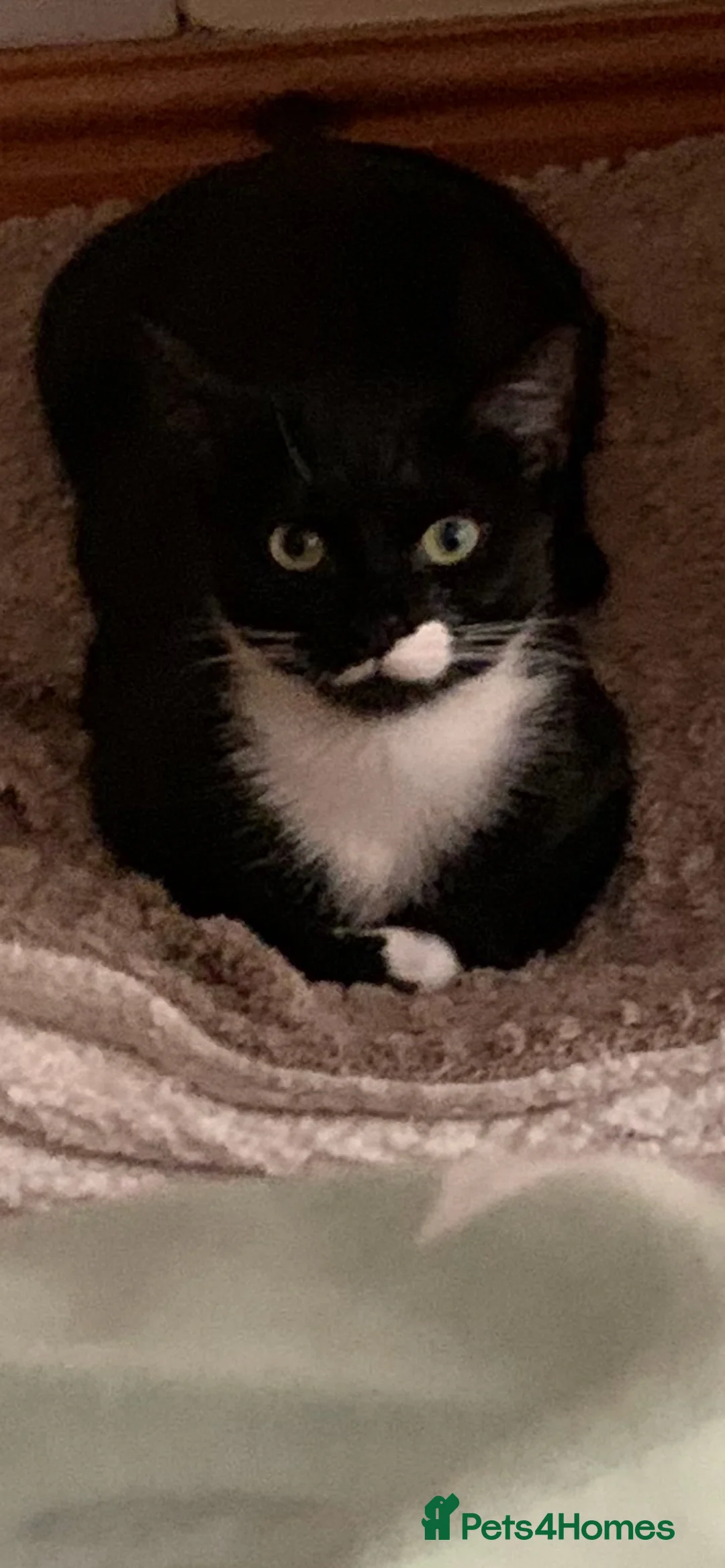 Mixed Breed cats for sale: 1 year old female. Neutered - Advert 1