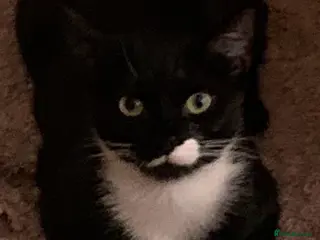 Mixed Breed cats 1 year old female. Neutered - Advert 18