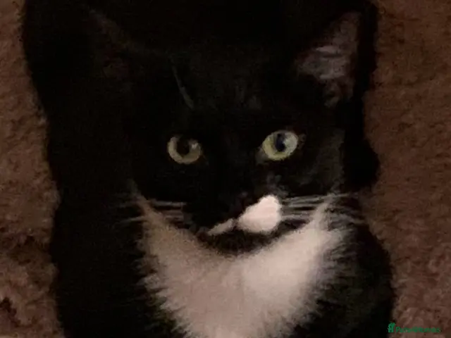 Mixed Breed cats 1 year old female. Neutered - Advert 14