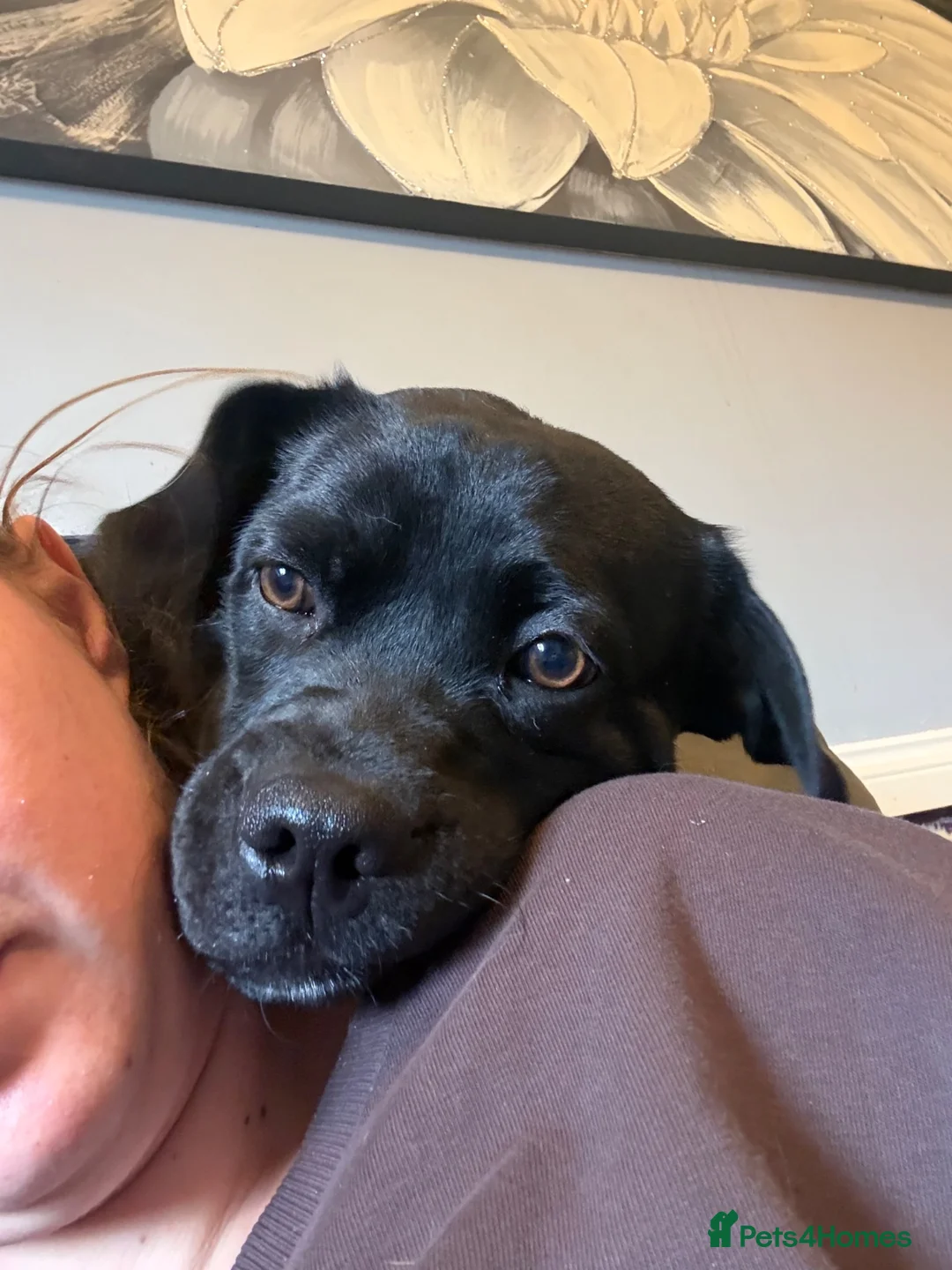 Mixed Breed dogs for sale: Labrador and pug mix 1 year old male - Advert 2