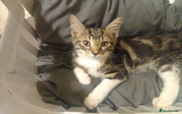 Tibetan cats for sale: Tabby kitten for sale - Image 10