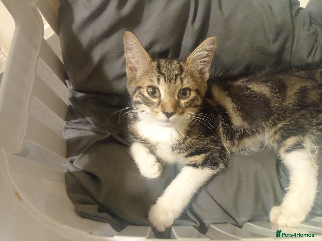 Tibetan cats for sale: Tabby kitten for sale - Image 10