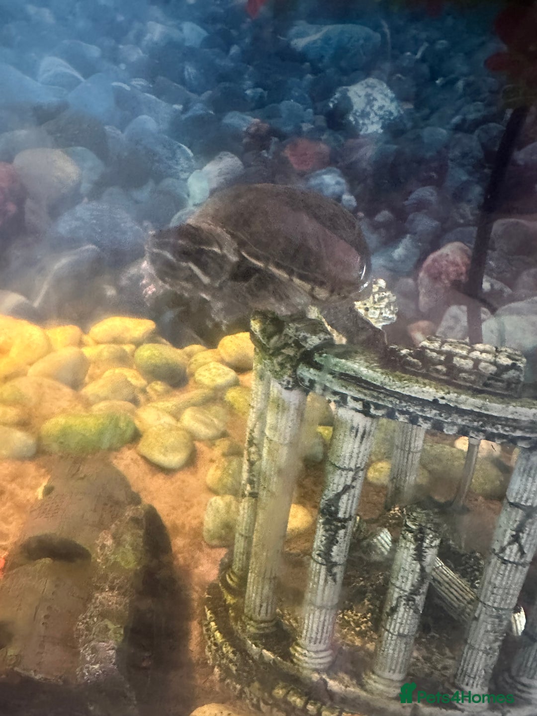 Turtle reptiles for sale: Musk Turtle - 18 months  - Image 3