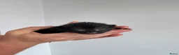 Domestic Shorthair cats for sale: Kittens - Advert 5