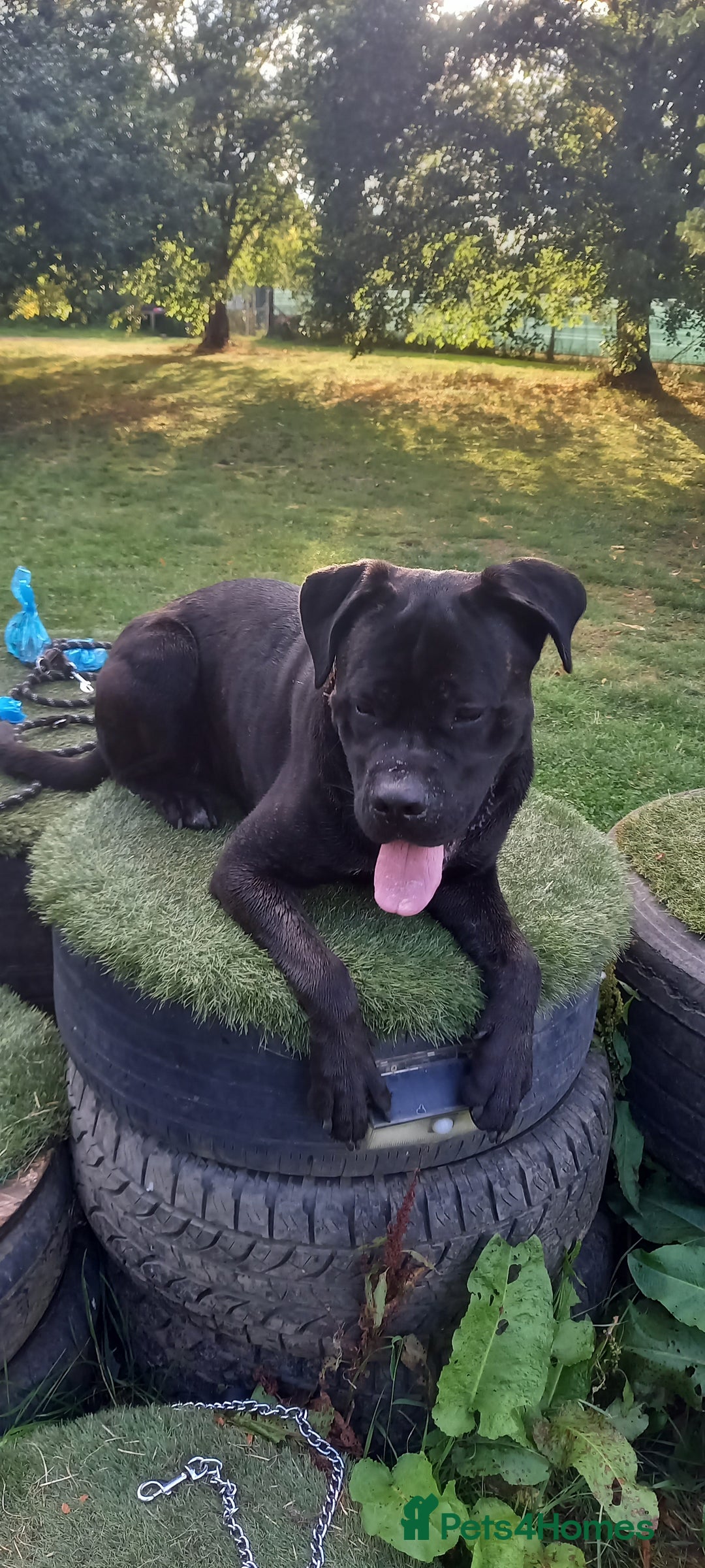 Cane Corso dogs for sale: 1 & only uk bloodline - Image 16