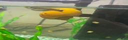 Snails fish for sale: Golden apple snails - Advert 12