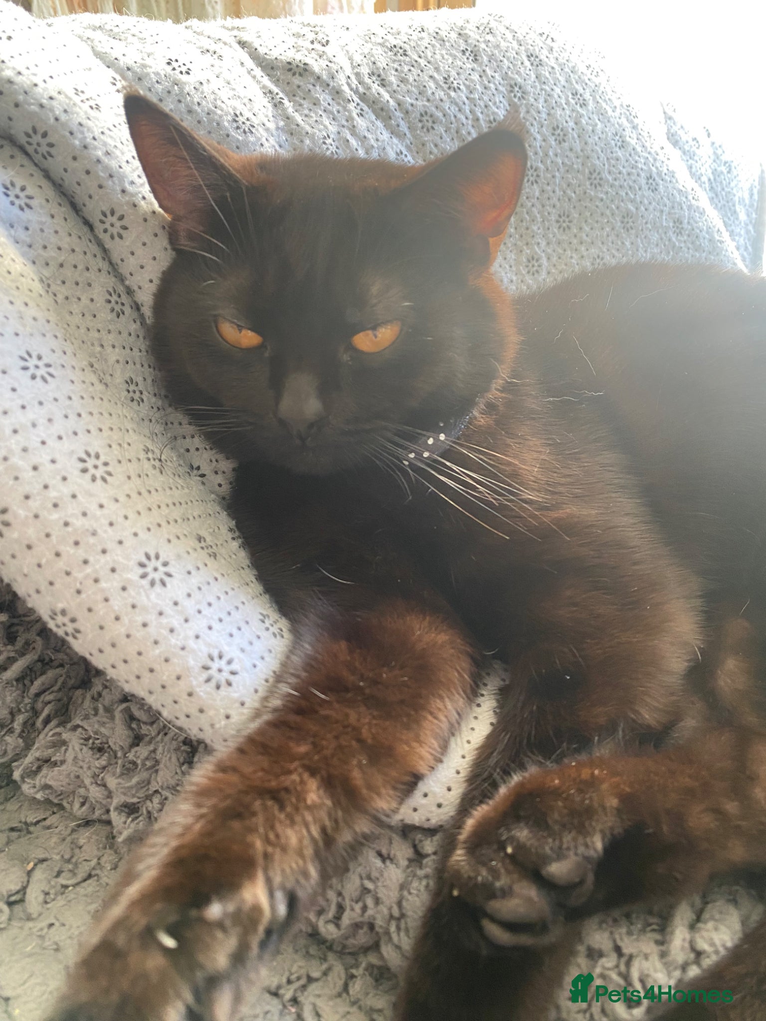 Mixed Breed cats Half British shorthair cats  - Advert 2