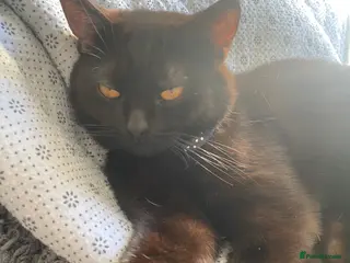 Mixed Breed cats Half British shorthair cats - Advert 2