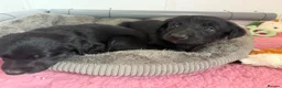 Borador dogs for sale: Borador puppies for sale  - Advert 22