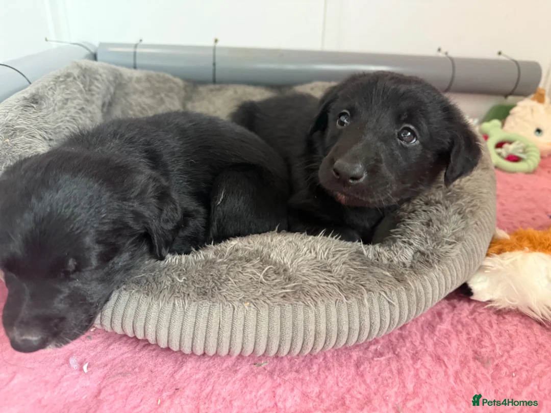 Borador dogs for sale: Borador puppies for sale  - Advert 22