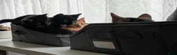 British Shorthair cats for sale: Rehoming our beloved 12 weeks old kittens - Advert 4