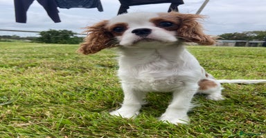 Cavalier King Charles Spaniel dogs - Advert 7