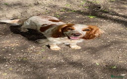 Cocker Spaniel dogs for sale: Working Cocker Spaniel Puppies - Advert 3