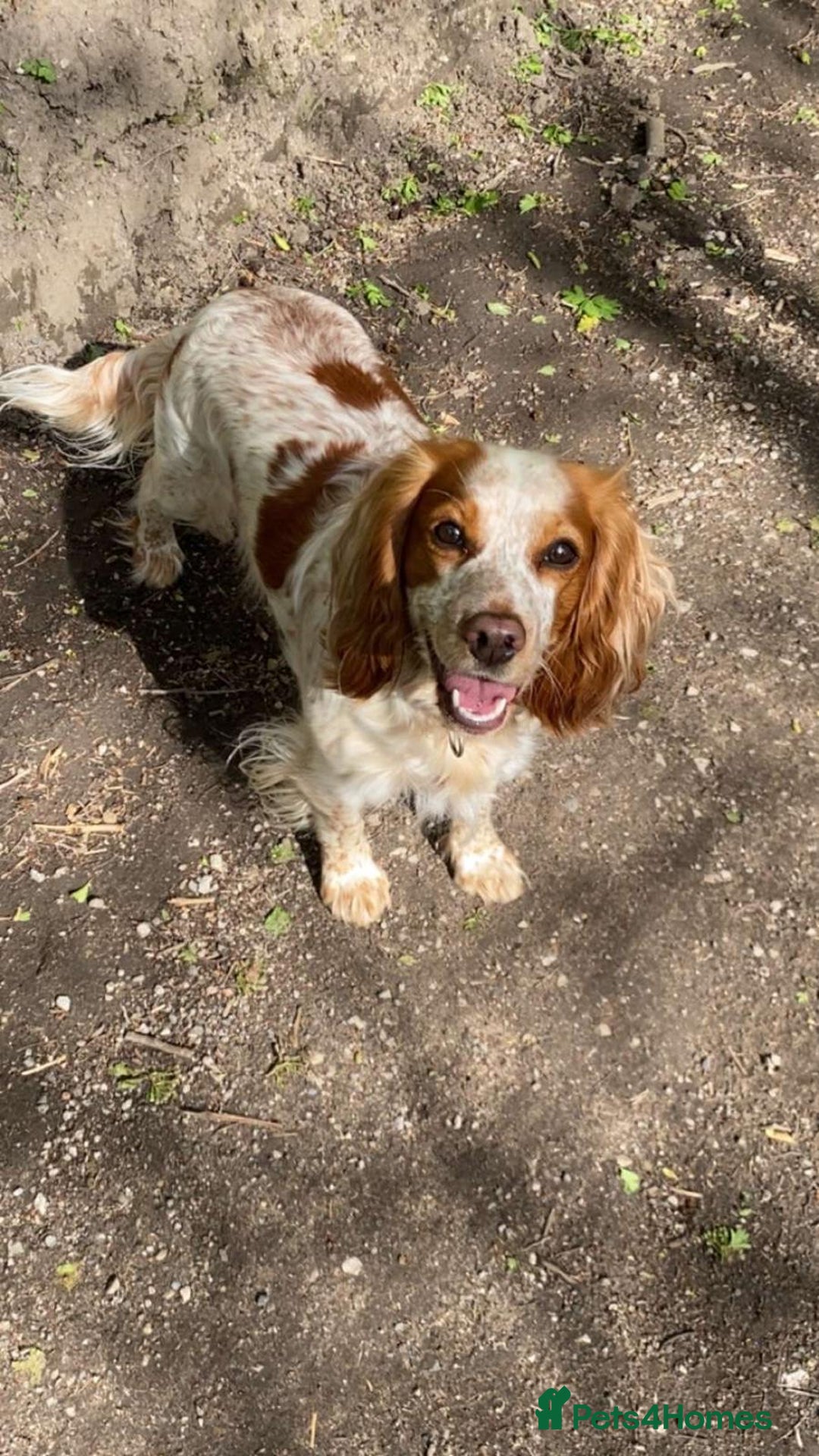 Cocker Spaniel dogs for sale: Working Cocker Spaniel Puppies - Advert 3