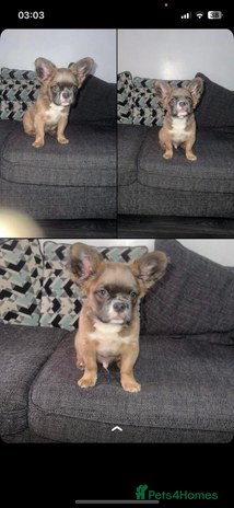 French Bulldog dogs Full fluffy frenchie bulldog in Manchester - Advert 1
