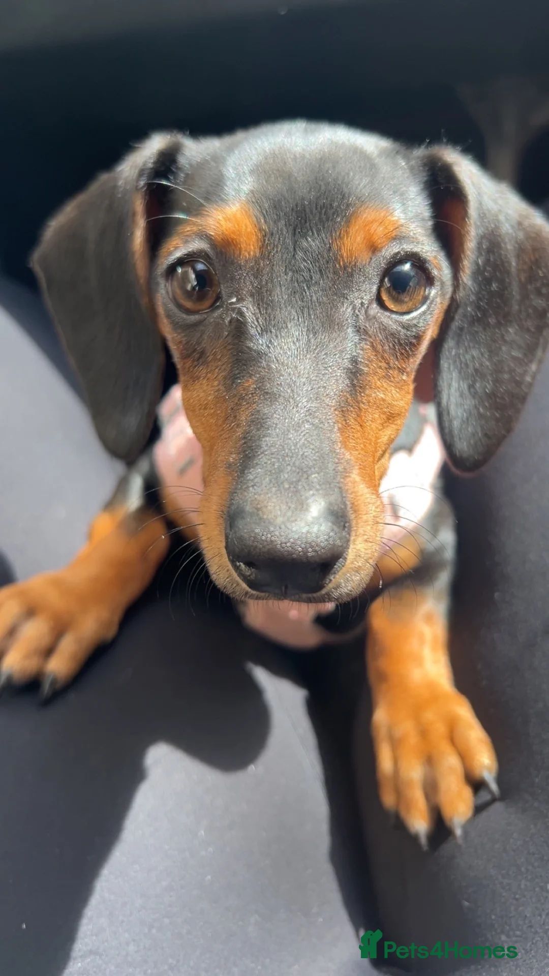 Dachshund dogs for sale: Mini dachsund in Dorchester - Advert 3