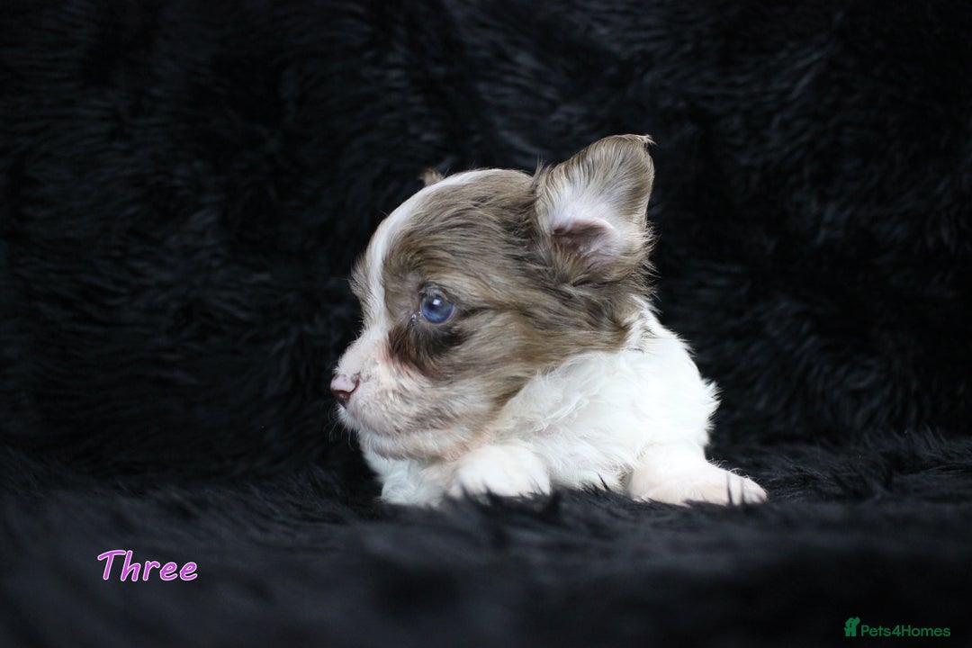 Yorkshire Terrier dogs for sale: Stunning Biro & Merle Yorkie Girls – Ready Nov 25 - Advert 6
