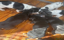 Dachshund dogs for sale: Dachshund puppie - Image 1