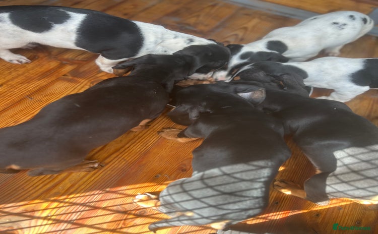 Dachshund dogs - Advert 1