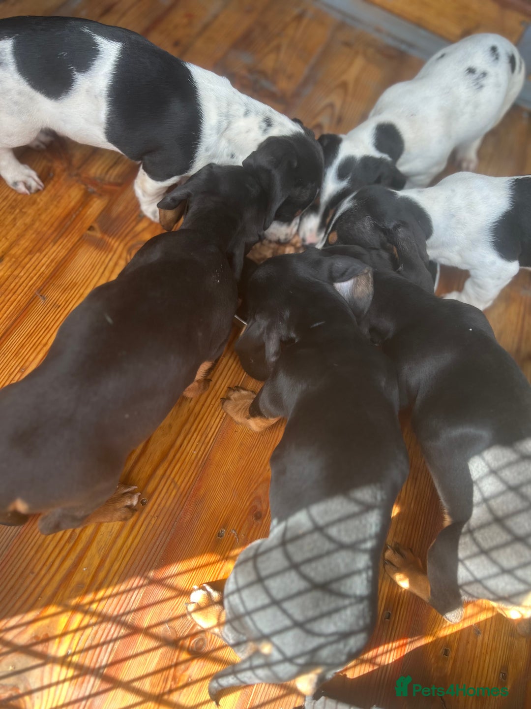 Dachshund dogs for sale: Dachshund puppie - Image 1
