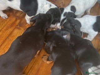 Dachshund dogs - Advert 29