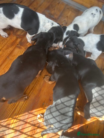 Dachshund dogs - Advert 1