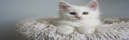 Maine Coon cats for sale: Rare Red Shaded TICA Maine Coon Kittens - Advert 9