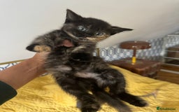 British Shorthair cats for sale: Pure British Shorthair Kittens Ready Now! - Image 7