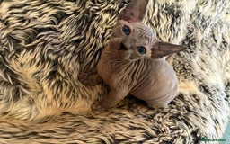 Sphynx cats for sale: 🖤 Sphynx Kittens for Sale – Ready August 🐾 - Image 8