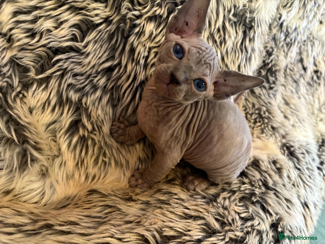 Sphynx cats for sale: 🖤 Sphynx Kittens for Sale – Ready August 🐾 - Image 8