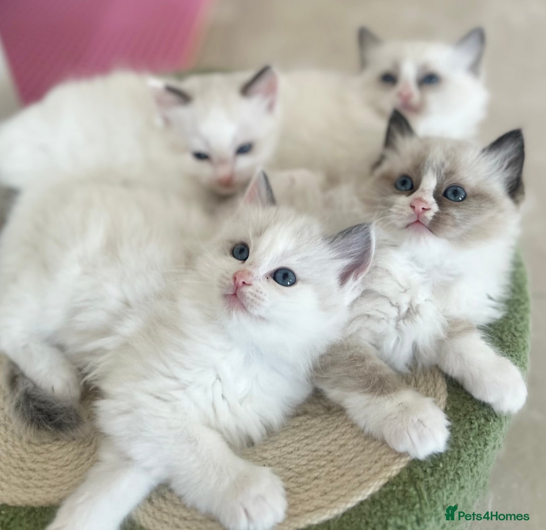 Ragdoll cats for sale: Beautiful Ragdoll kittens from Champion lines - Image 18