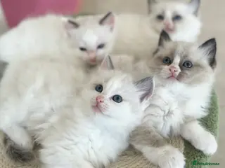 Ragdoll cats Beautiful Ragdoll kittens from Champion lines - Advert 12