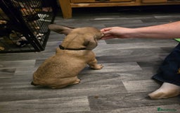 French Bulldog dogs for sale: Frenchie puppies - Image 9