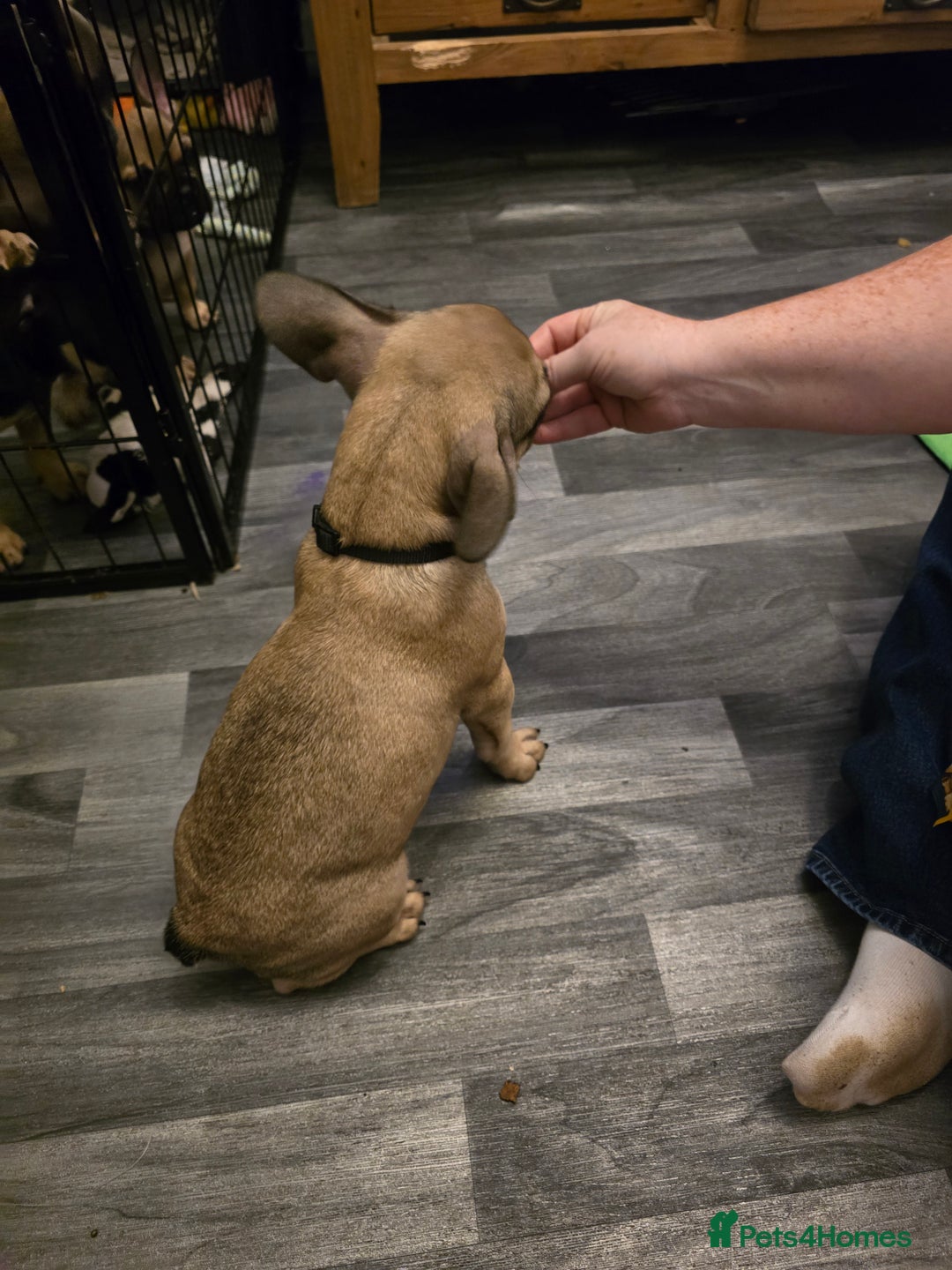 French Bulldog dogs for sale: Frenchie puppies - Image 9
