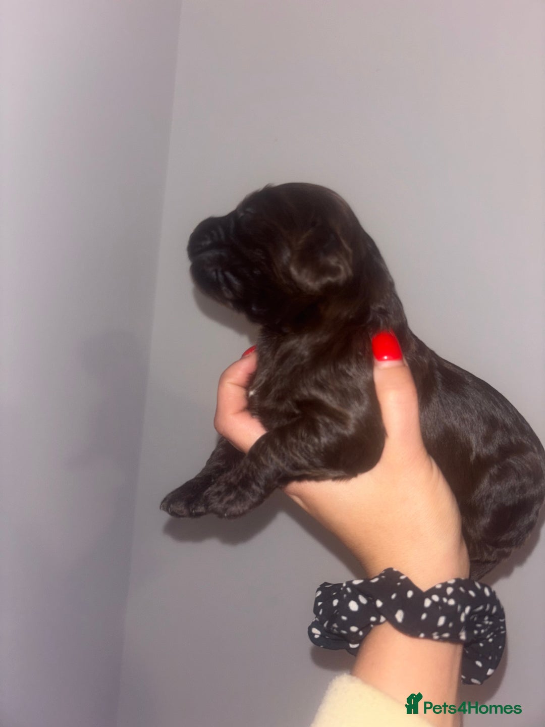 Cockapoo dogs for sale: Cockapoos puppies for sale *ready 19th feb* - Advert 10