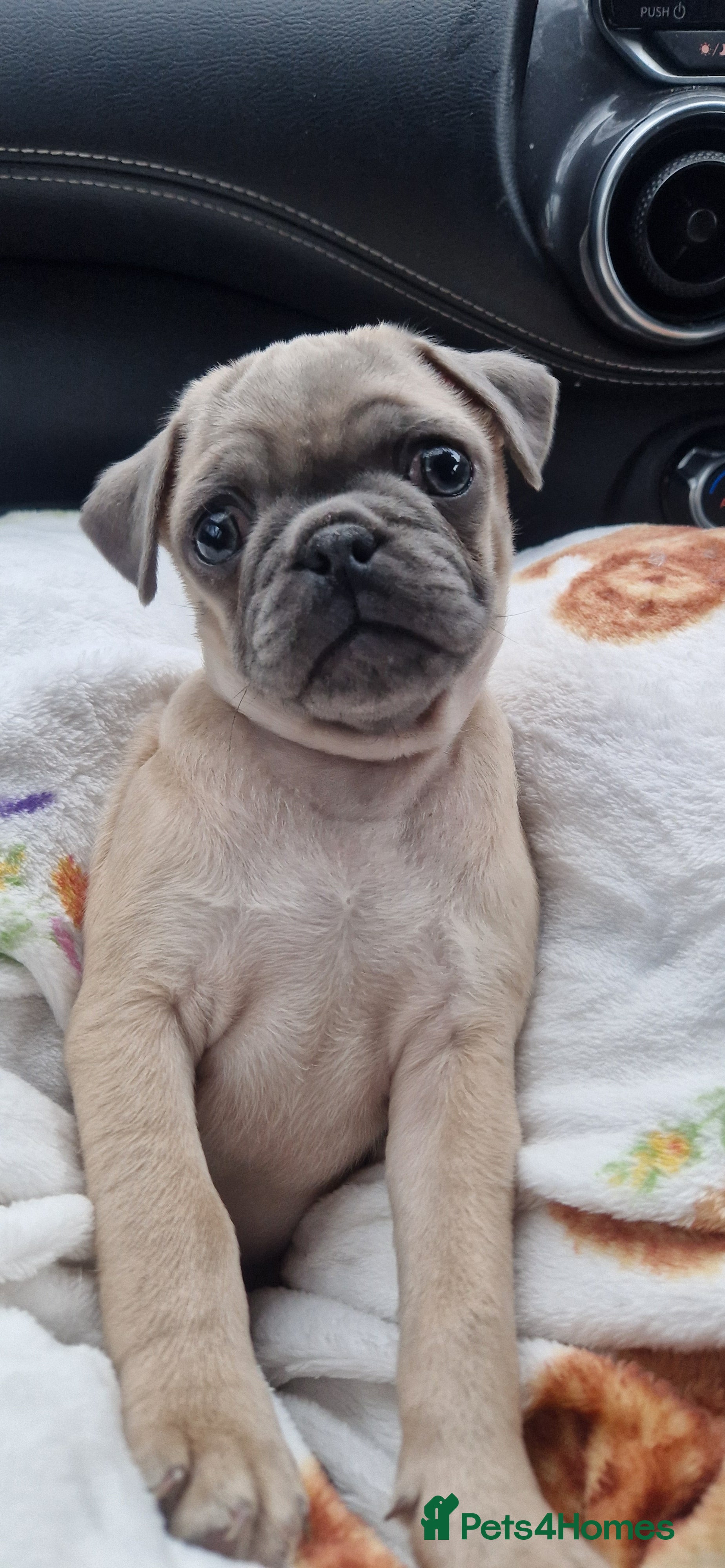 Pug dogs Male pug puppy  - Advert 10