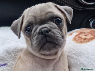Pug dogs Male pug puppy - Advert 10