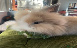 Lionhead rabbits for sale: 2 Female Lionhead Rabbits  - Image 3