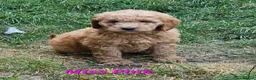 Mini Goldendoodle dogs for sale: Goldendoodle F1b Ready Now - Advert 5
