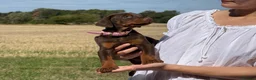 Dobermann dogs for sale: Beautiful, Healthy Doberman Puppies  - Advert 23