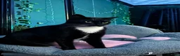 Domestic Shorthair cats for sale: Mittens: Age 3, black and white tuxedo  in Swindon - Advert 3