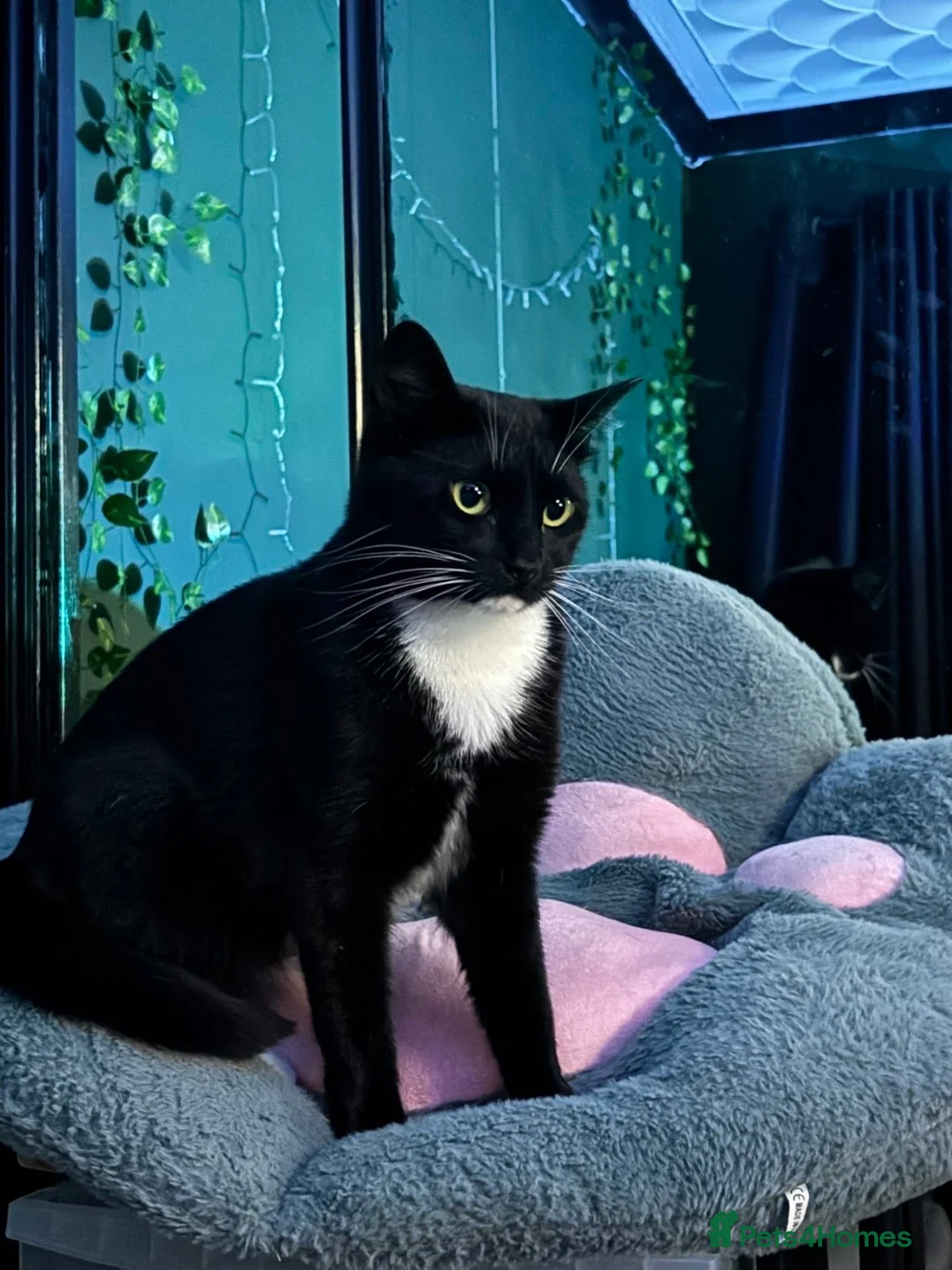 Domestic Shorthair cats for sale: Mittens: Age 3, black and white tuxedo  in Swindon - Advert 3