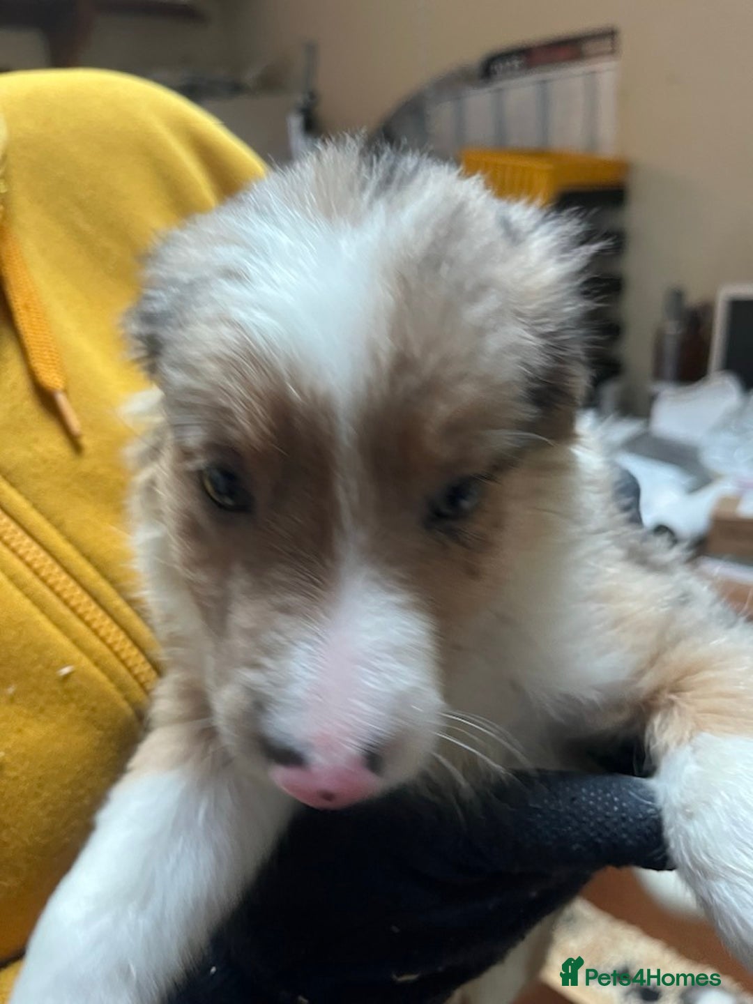 Border Collie dogs for sale: Border Collie (Long haired Blue merle) - Advert 4