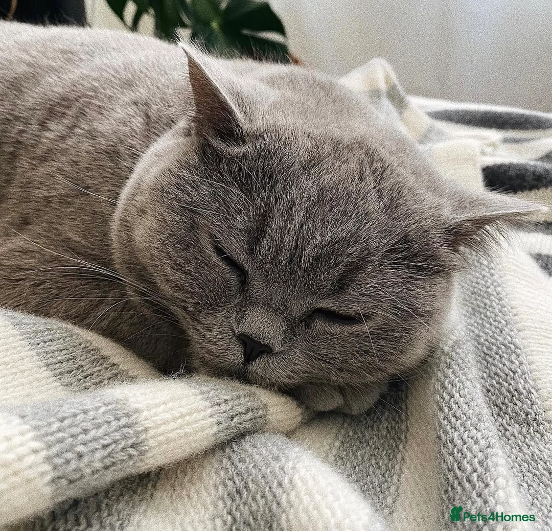 British Shorthair cats for sale: Beautiful colourpoint British shorthair kittens - Advert 5