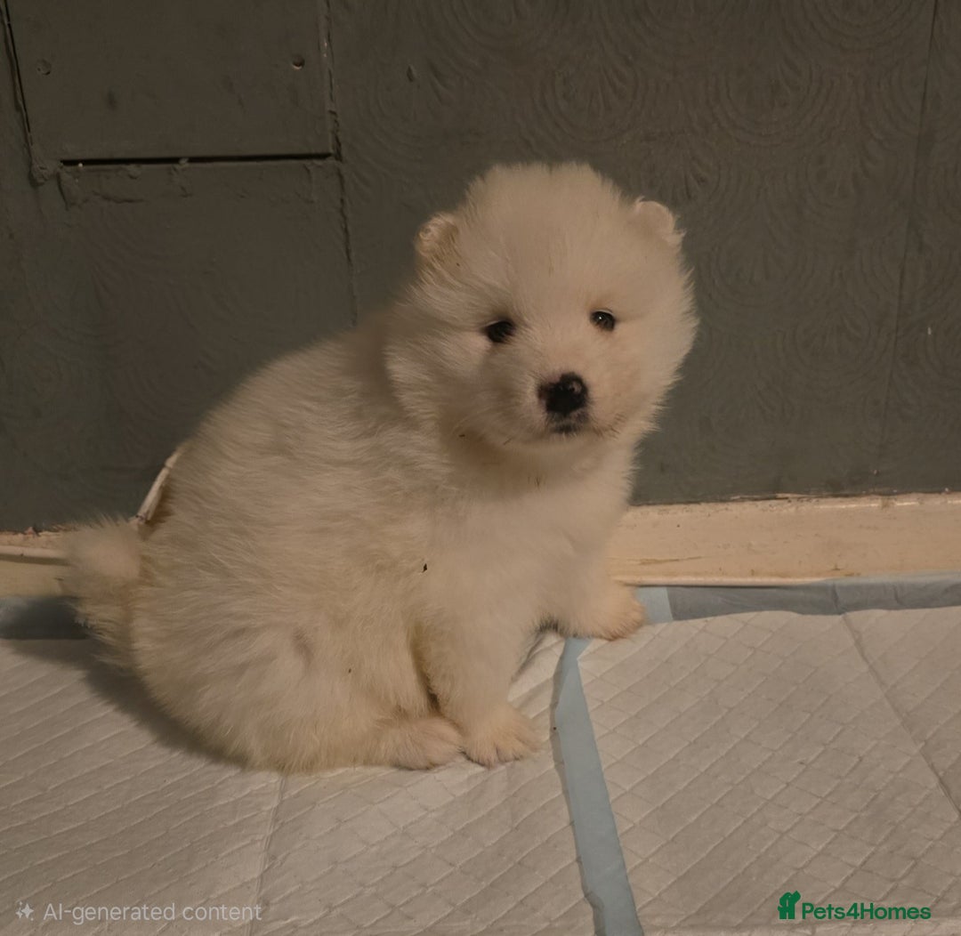 Samoyed dogs for sale: Registered samoyed puppies  - Advert 17