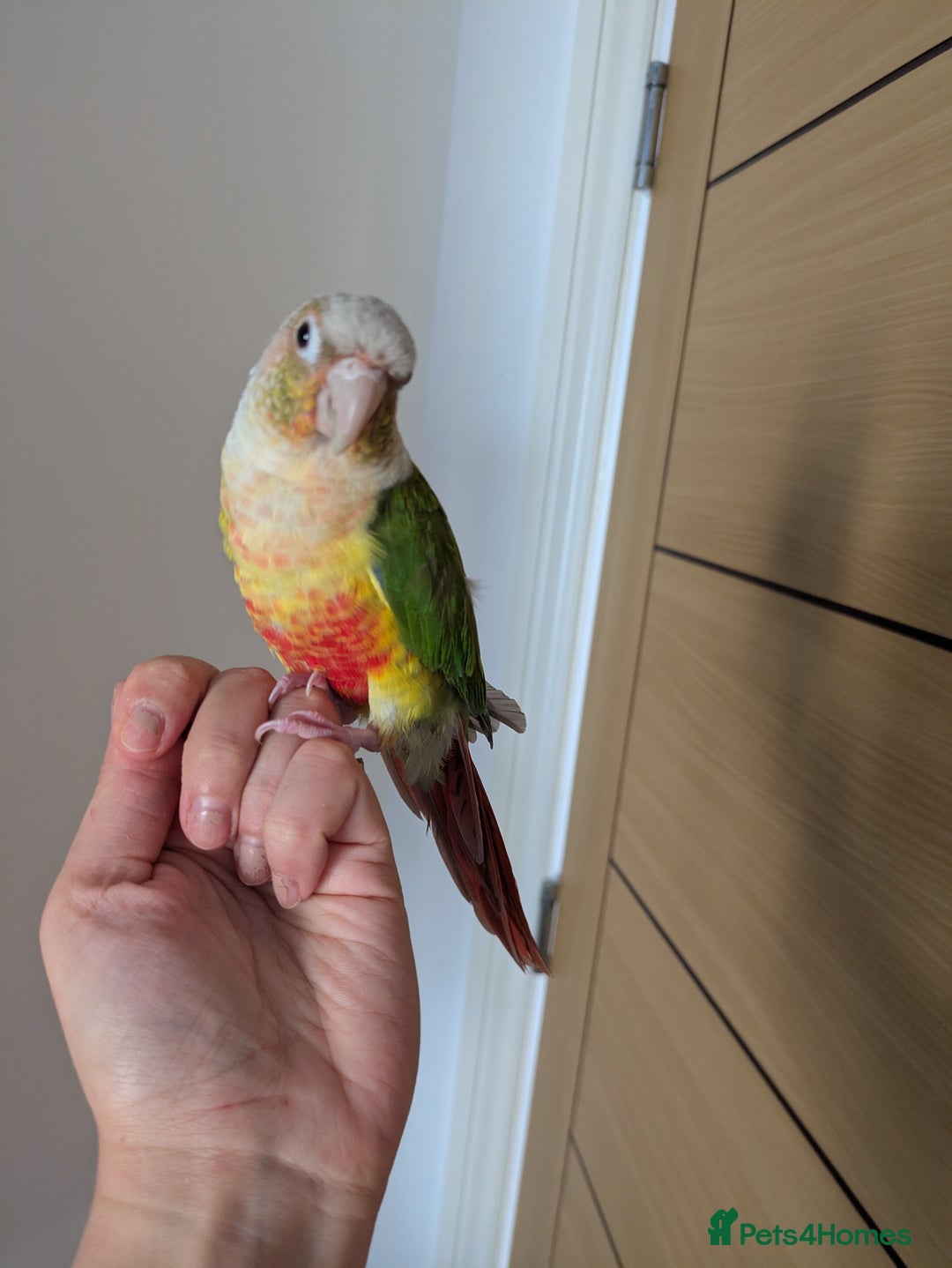 Conures birds for sale: 2 green cheek conures 1 pineapple and 1 cinnamon  - Image 4